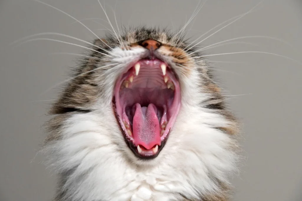 kediler-neden-konusur-gibi-ses-cikarir