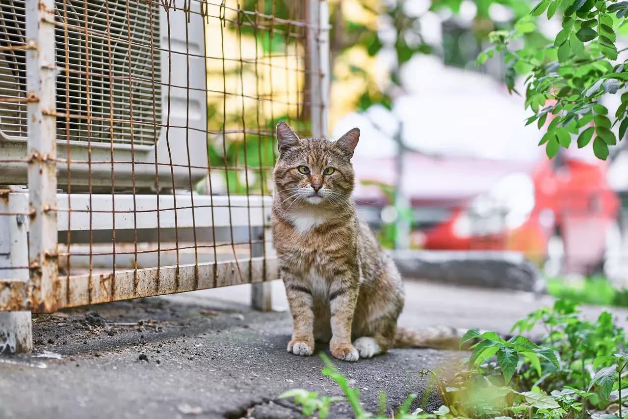 sokak-kedisi-sahiplenmek