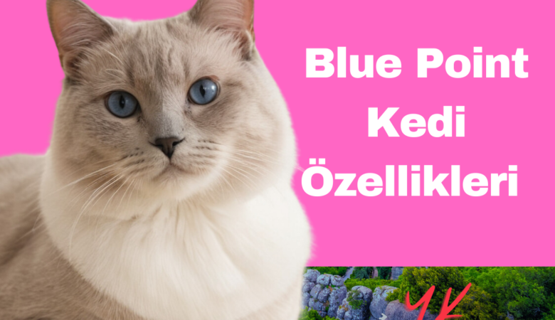 blue-point-kedi