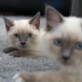 blue-point-kedi-ozellikleri