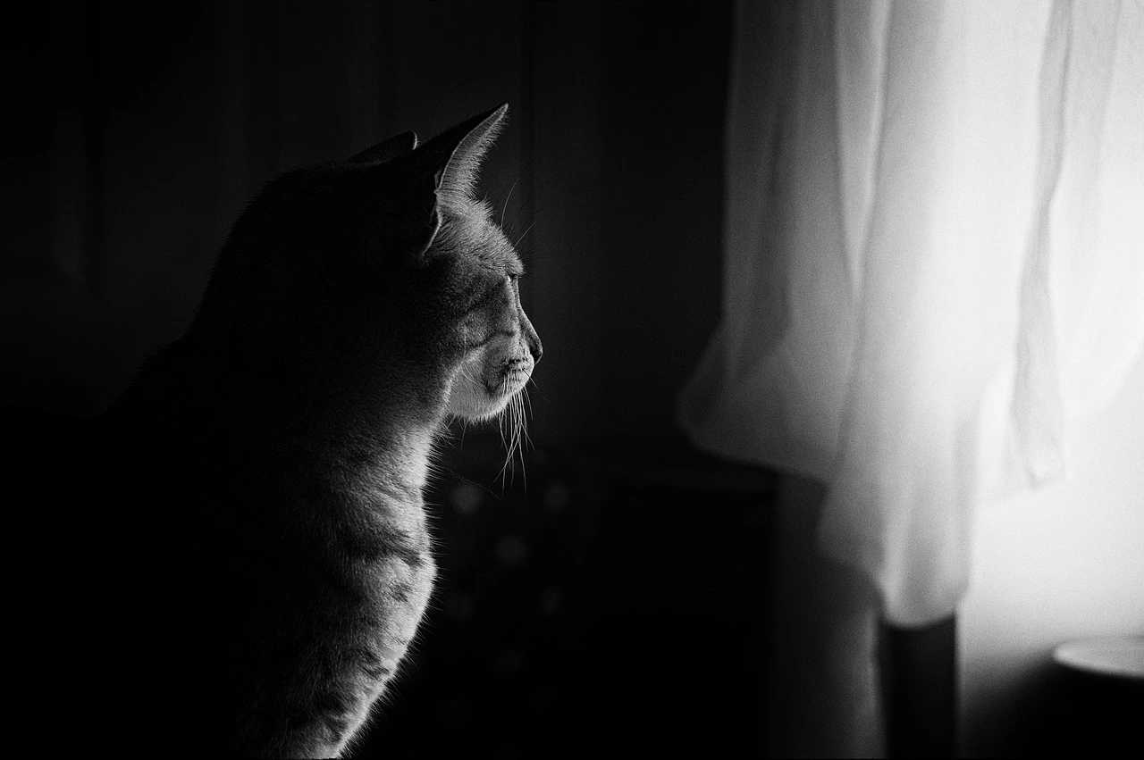 kediler-neden-camdan-bakar