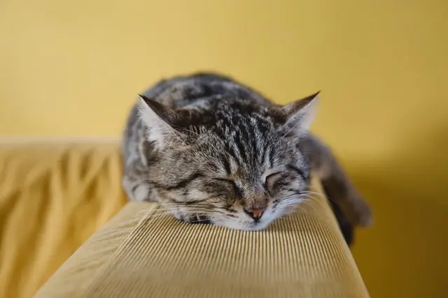 kediler-neden-uyur